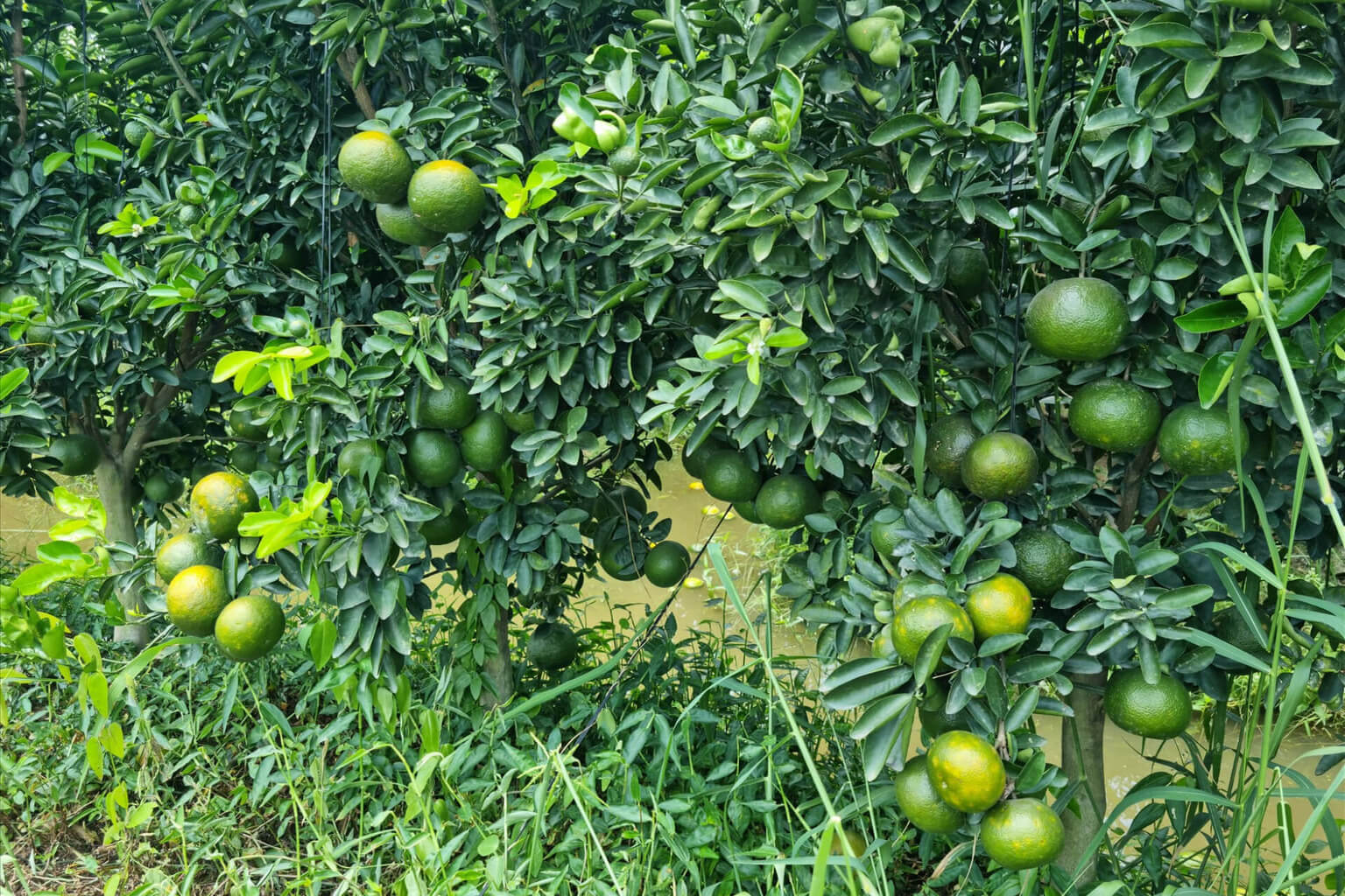 Giỏ cam sành hữu cơ 2